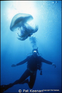 Great JellyFish Encounter. A quick shot 'taken from the h... by Pat Keenan 